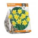 Baltus Narcissus Trumpet Rijnvelds Early Sensation bloembollen per 3 stuks